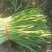 精品韭菜