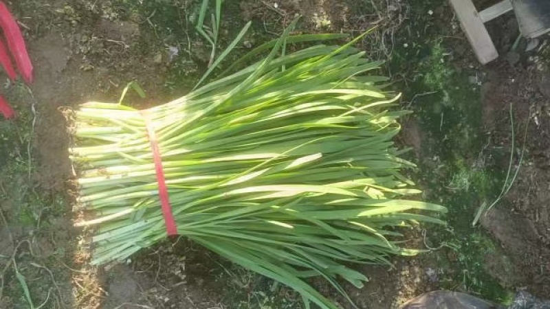 精品韭菜
