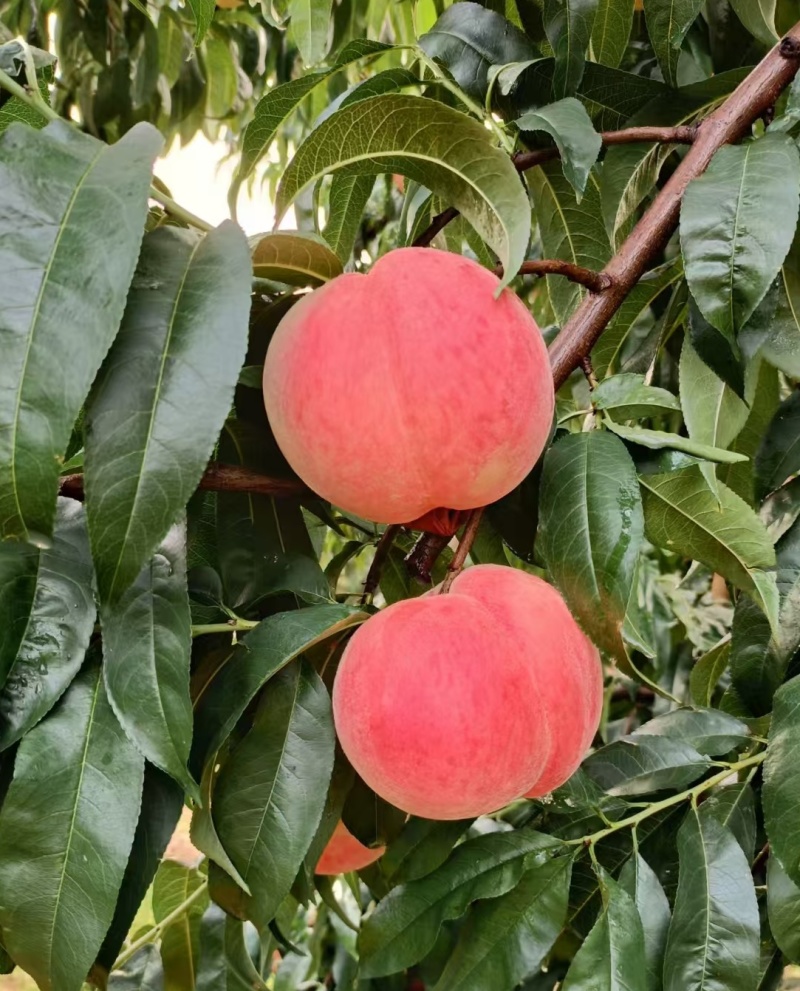 山东蜜桃艳红蜜桃莱山密桃肥桃四价格便宜产地直发量大从优