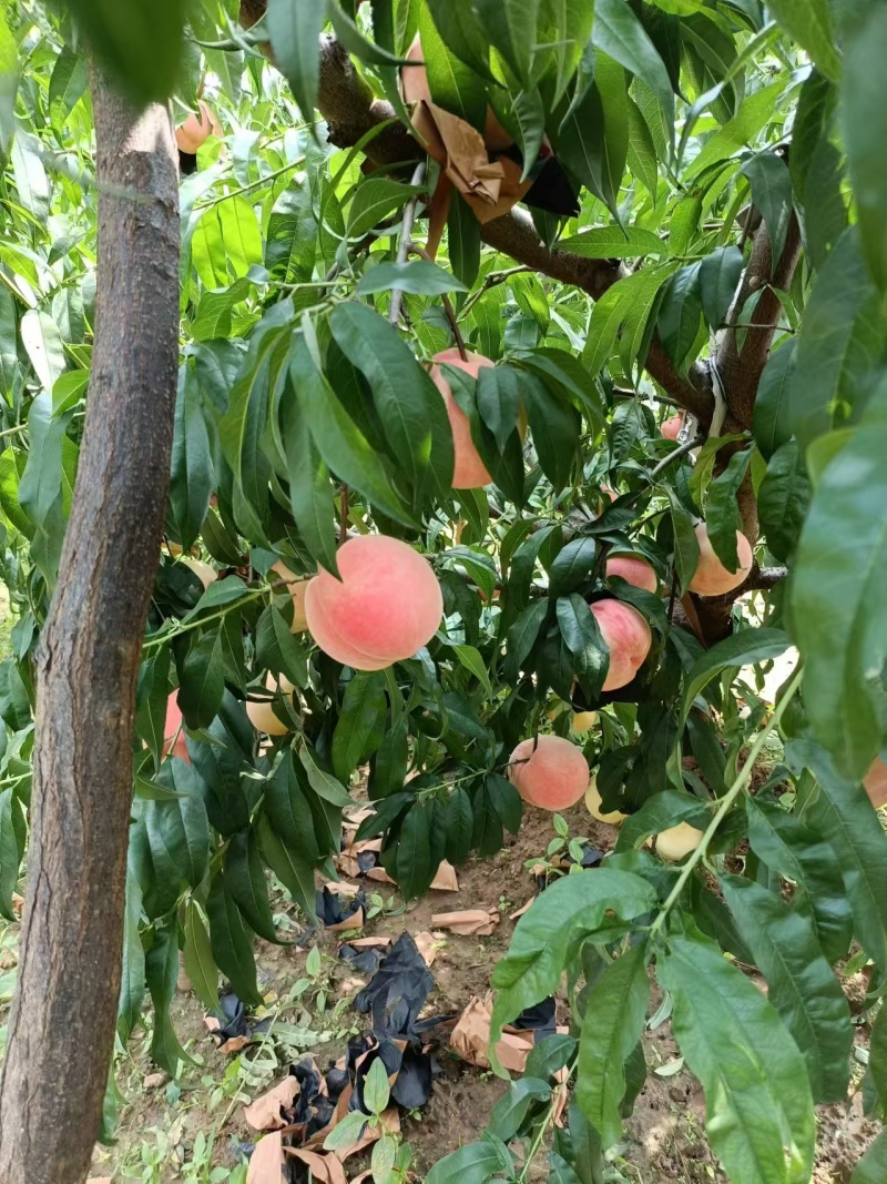 山东蜜桃艳红蜜桃莱山密桃肥桃四价格便宜产地直发量大从优
