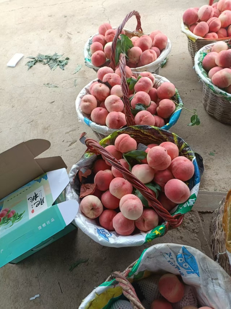山东蜜桃艳红蜜桃莱山密桃肥桃四价格便宜产地直发量大从优