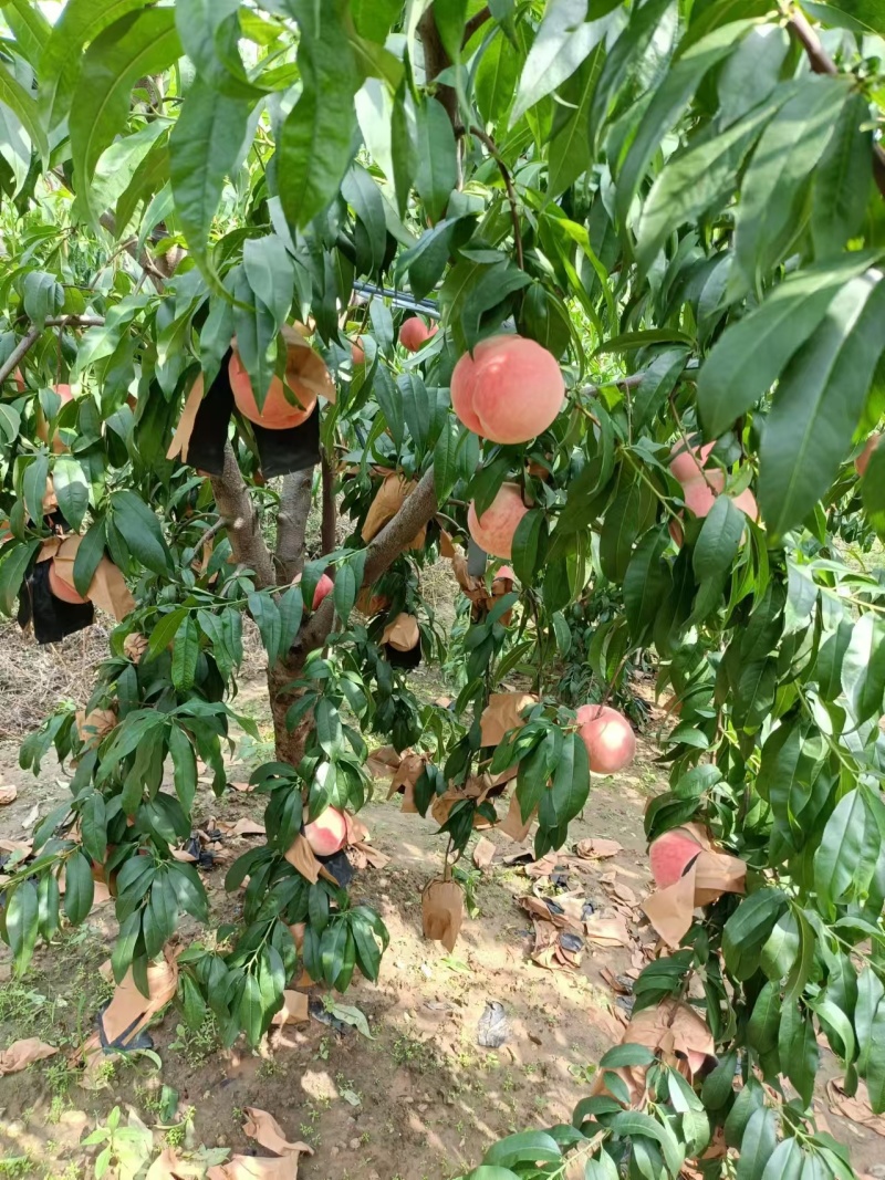 山东蜜桃艳红蜜桃莱山密桃肥桃四价格便宜产地直发量大从优