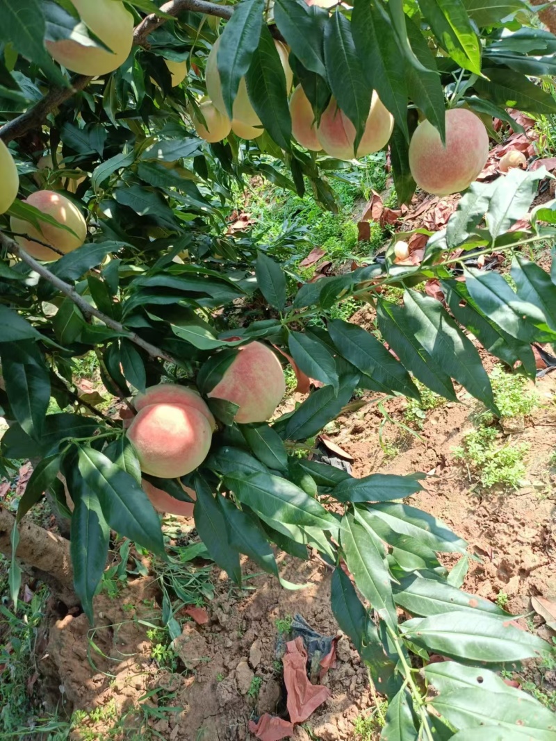 山东蜜桃艳红蜜桃莱山密桃肥桃四价格便宜产地直发量大从优