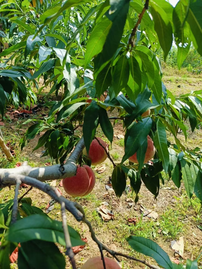山东蜜桃艳红蜜桃莱山密桃肥桃四价格便宜产地直发量大从优