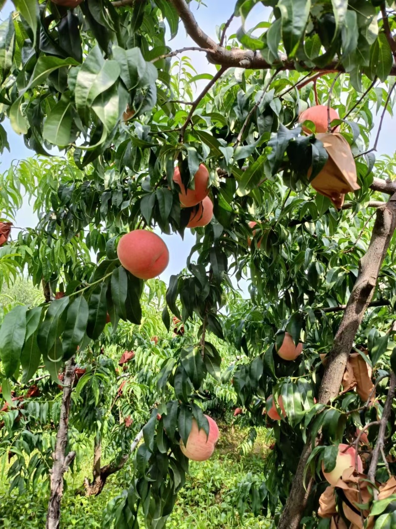 山东蜜桃艳红蜜桃玉妃桃肥桃四价格便宜产地直发量大从优