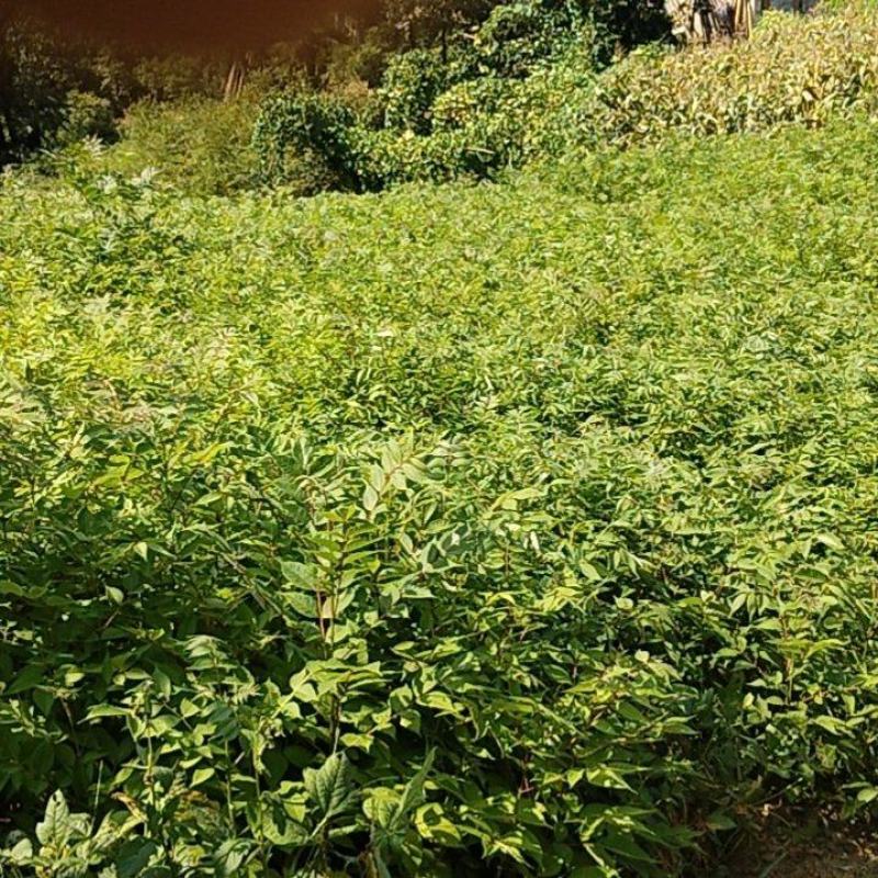 厚皮大叶川黄柏苗，根系发达，长势快，冬春可栽，