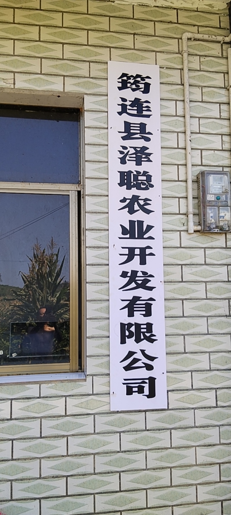 厚皮大叶川黄柏苗，根系发达，长势快，冬春可栽，