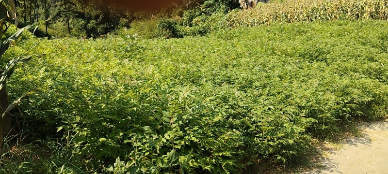 厚皮大叶川黄柏苗，根系发达，长势快，冬春可栽，