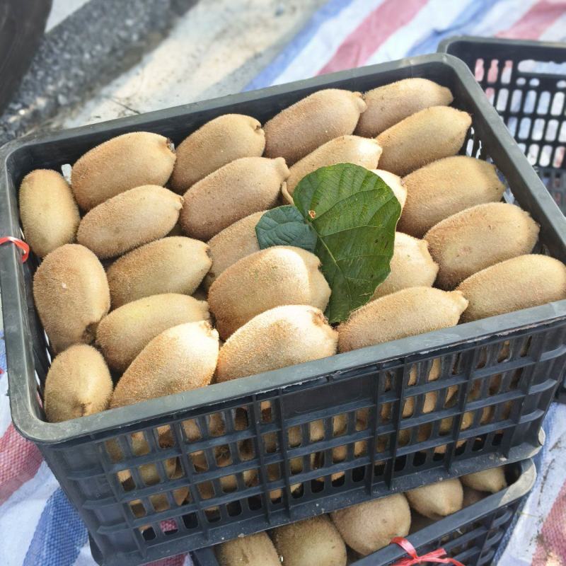 湖南凤凰精品米良一号猕猴桃大量上市中……
