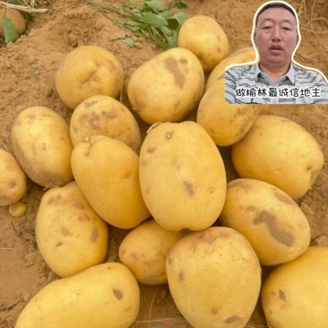 沃土中货土豆陕西土豆大量现货供应，规格齐全，可视频