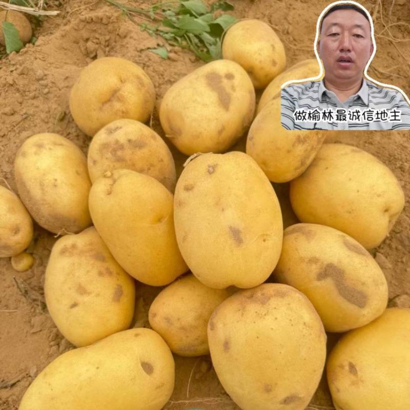 沃土中货土豆陕西土豆大量现货供应，规格齐全，可视频