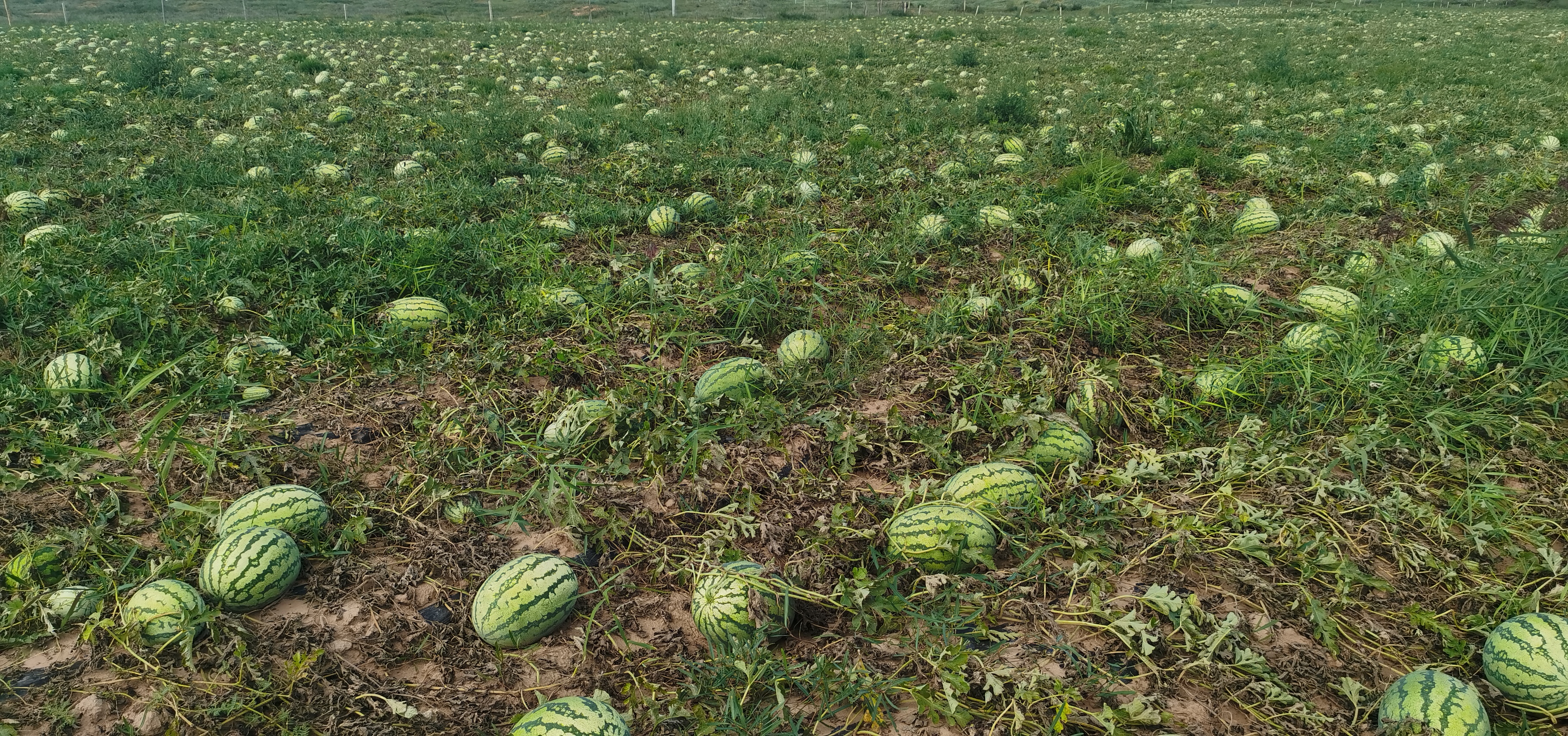 西瓜采收与分级图