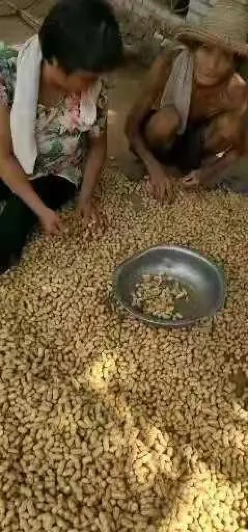 鲜花生！过筛手选，产地直销，保质保量！欢迎订购