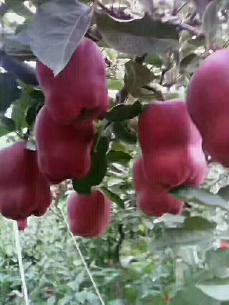 礼县苹果