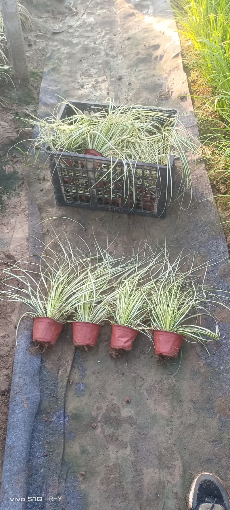 金丝苔草，金叶苔草，抗寒抗寒，耐旱，绿化，花镜，都可用