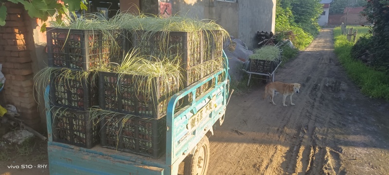 金丝苔草，金叶苔草，抗寒抗寒，耐旱，绿化，花镜，都可用