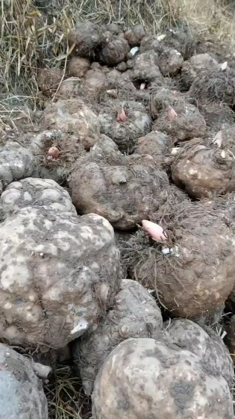 贵州魔芋基地大量出售优质豆腐魔芋，重大从优，欢迎咨询