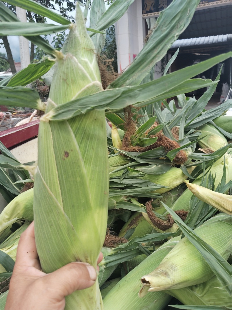 高山精品太阳花黄甜玉米大量上市