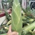 高山精品太阳花黄甜玉米大量上市
