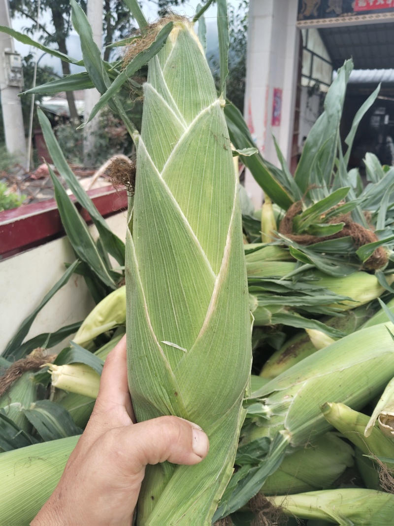 高山精品太阳花黄甜玉米大量上市
