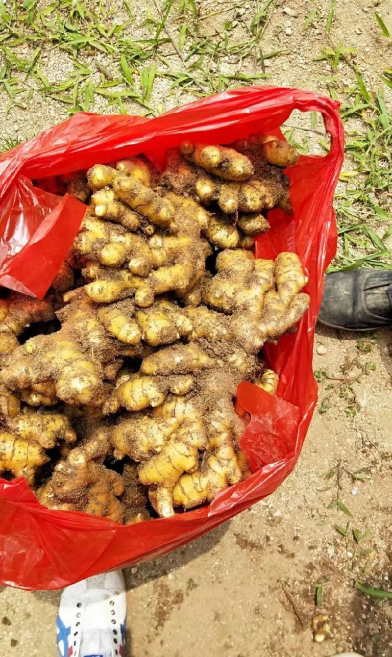 精品山东小黄姜，货源充足，对接全国电商市场批发商