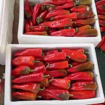 红泡椒，产地直发，价格平稳，精品包装，储存加工，欢迎下单