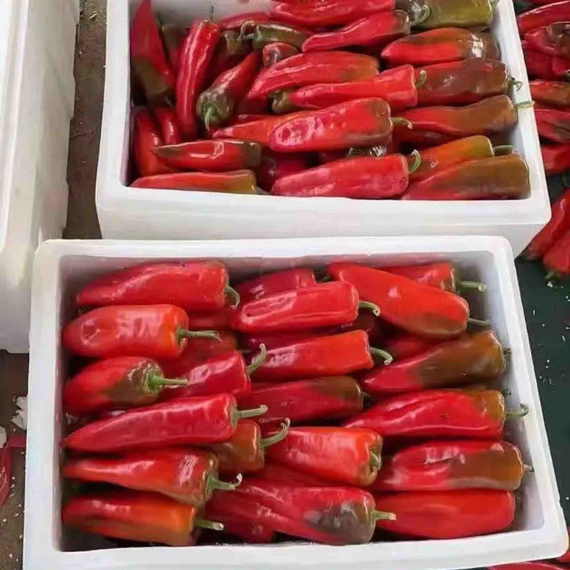 红泡椒，产地直发，价格平稳，精品包装，储存加工，欢迎下单