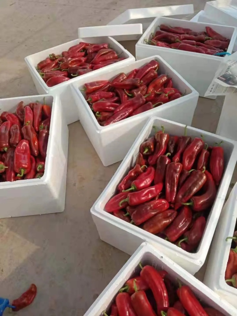 红泡椒，产地直发，价格平稳，精品包装，储存加工，欢迎下单