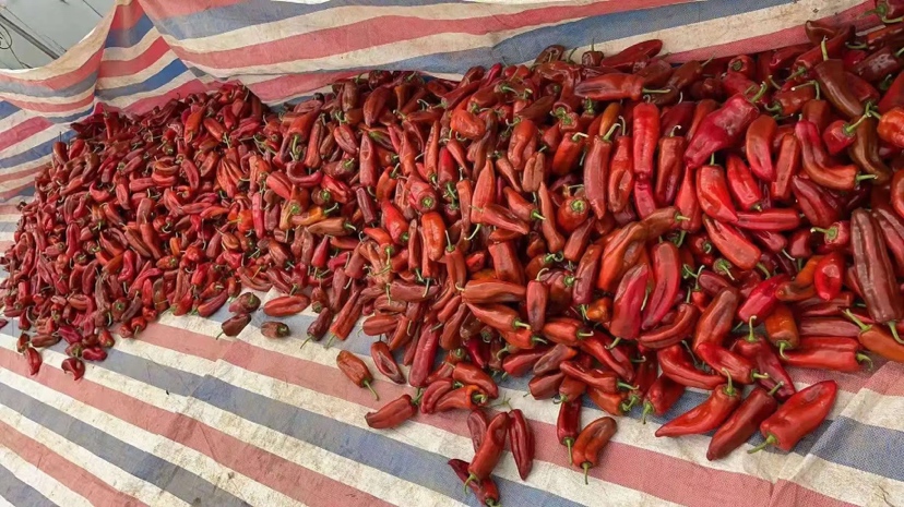 红泡椒切面特写图