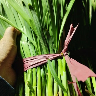精品韭菜