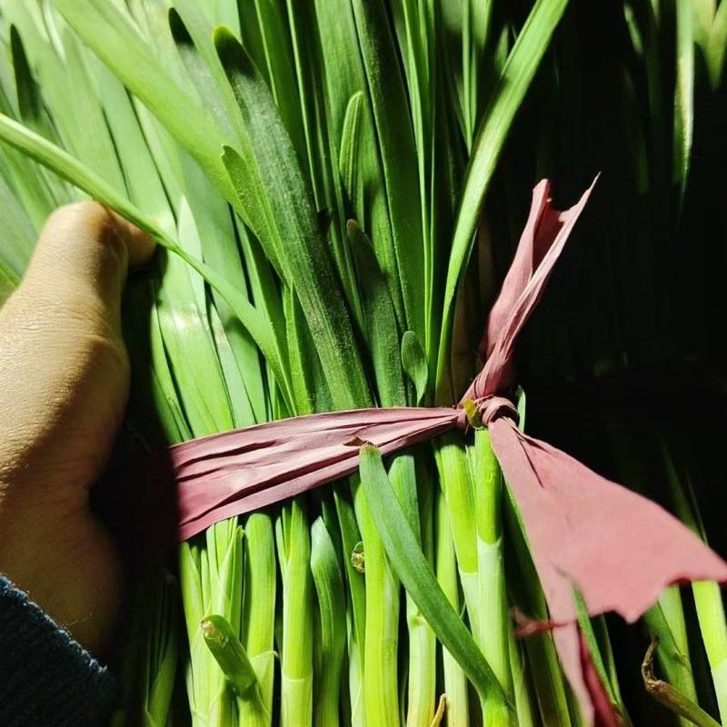 精品韭菜
