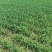 精品韭菜甘肃基地直供质量保证一手货源全国发货