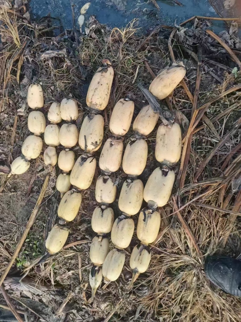 精品莲藕，颜色好，质量好，货源充足，保质保量，物流方便
