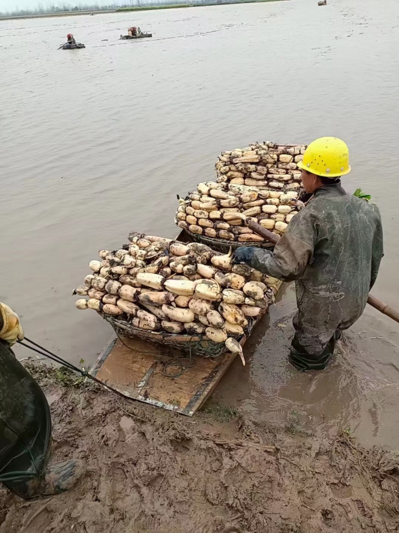 精品莲藕，颜色好，质量好，货源充足，保质保量，物流方便