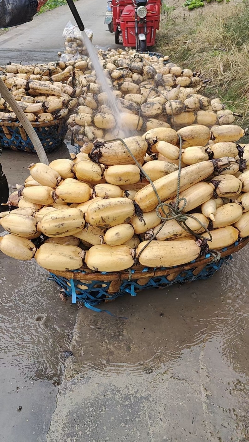精品莲藕，颜色好，质量好，货源充足，保质保量，物流方便
