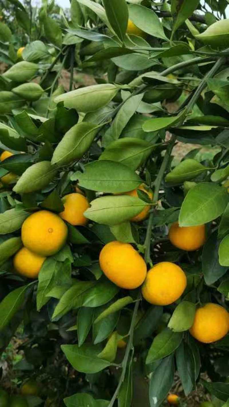 宜昌特早蜜橘柑橘大量上市皮薄多汁化渣一手货源欢迎联系咨询