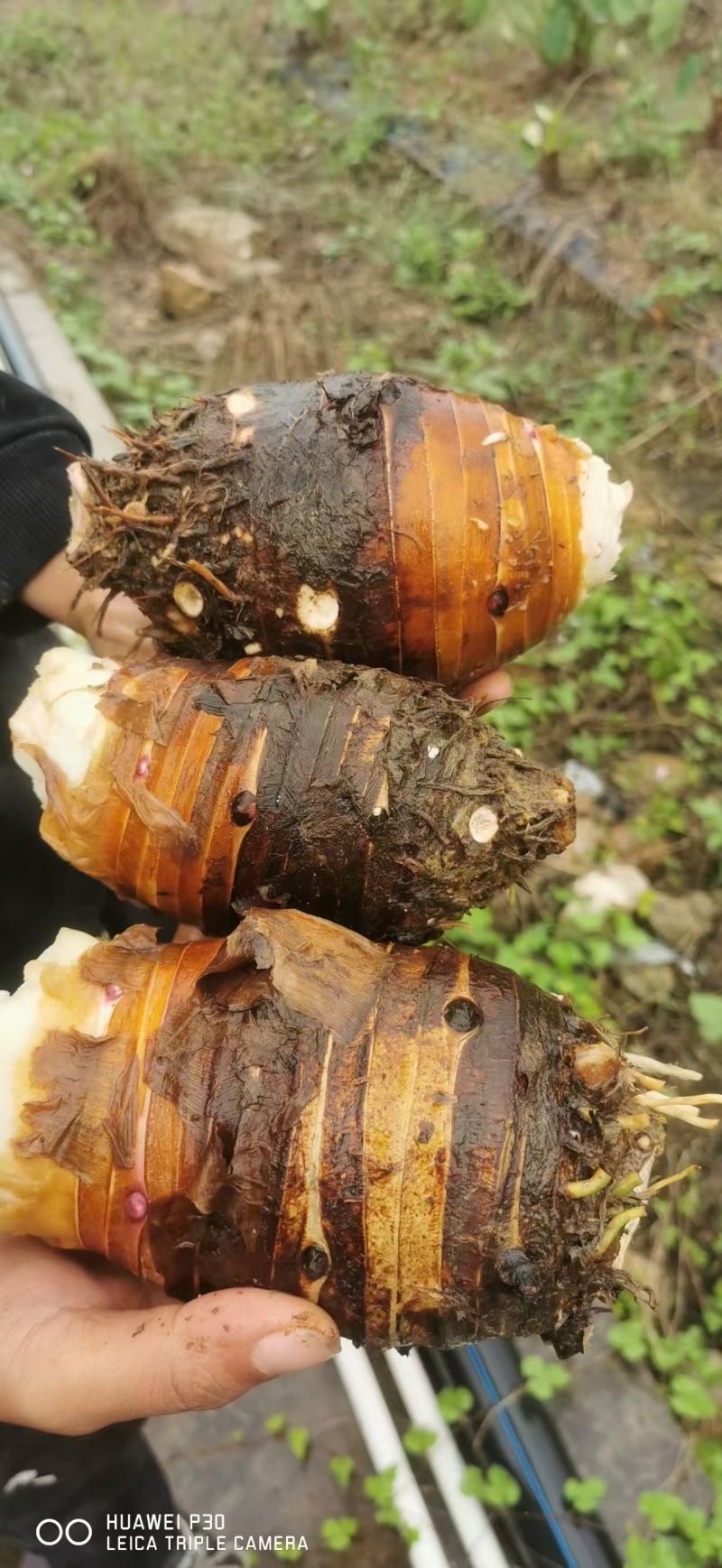 大量芋头上市中有需要的客户欢迎你们来找我了解，合作共赢，