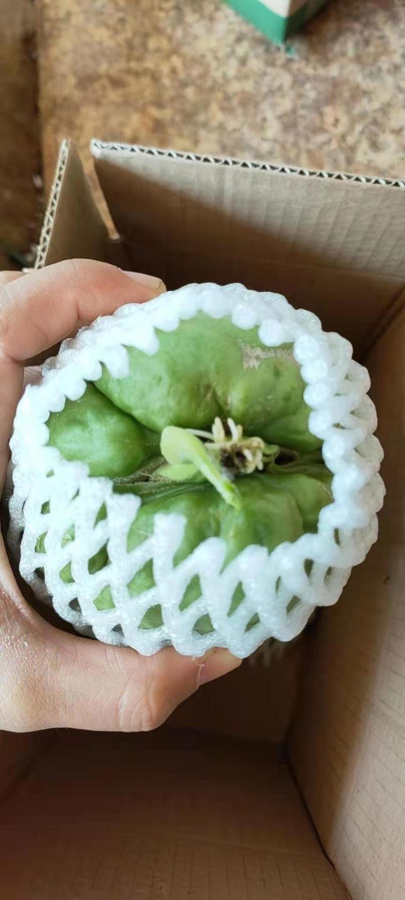 龙须菜种苗佛手瓜种瓜尖种苗保质保量产地直发