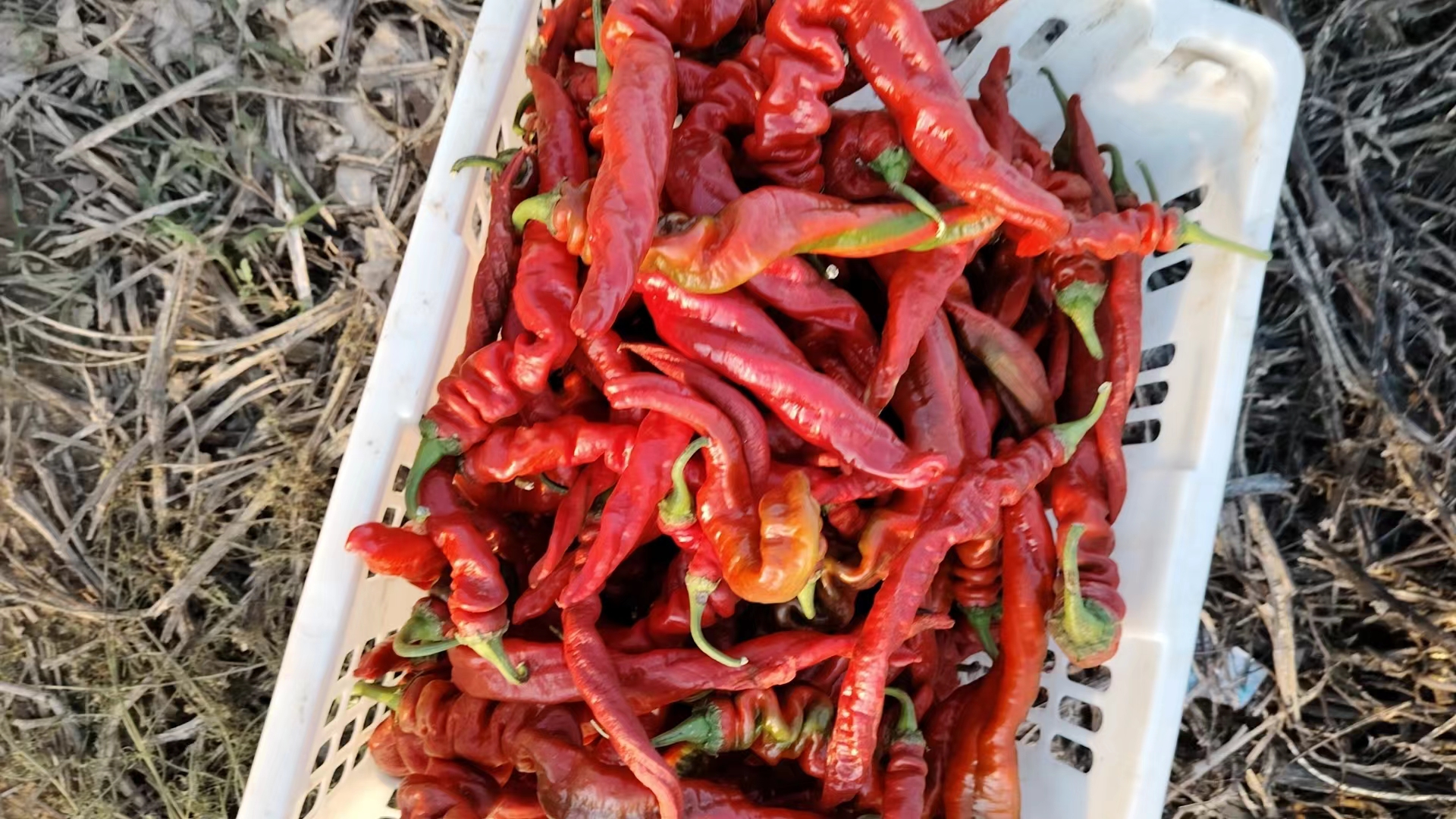 一个农村集市上的蔬菜摊位,摆放着成捆的新鲜‘红箭18’小辣椒子辣椒,辣椒颜色鲜红、形态笔直整齐,旁边有顾客正在挑选购买,背景可见其他时令蔬菜 “红箭18”小辣椒子辣椒在农贸市场摊位展示图