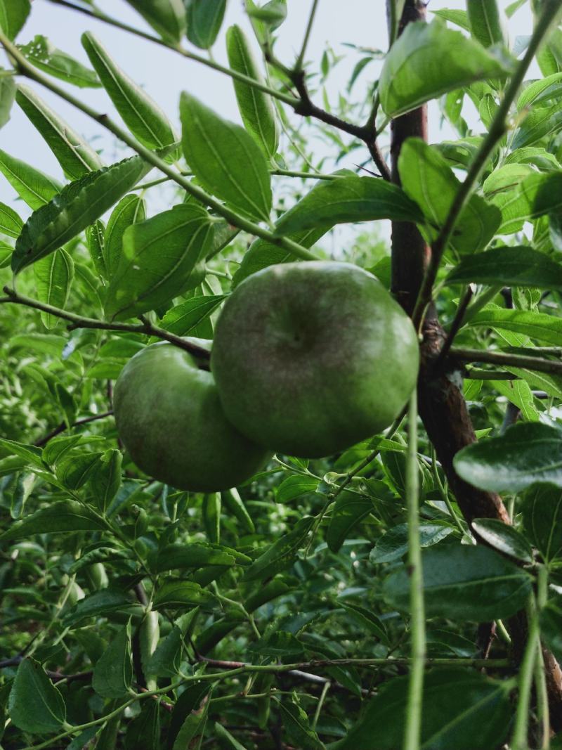 蟠枣树，