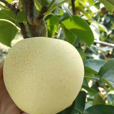 河南鲁山黄金梨