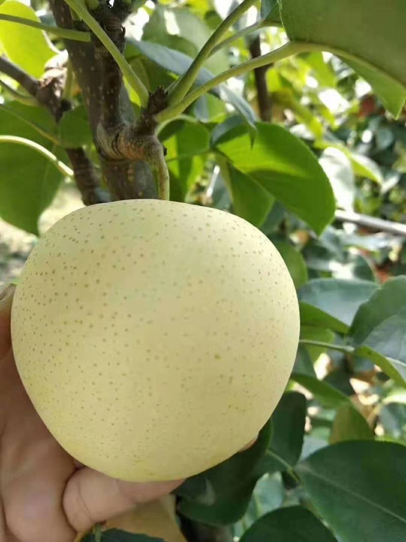 河南鲁山黄金梨