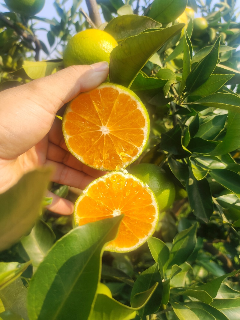 四川早熟蜜橘特早上市了