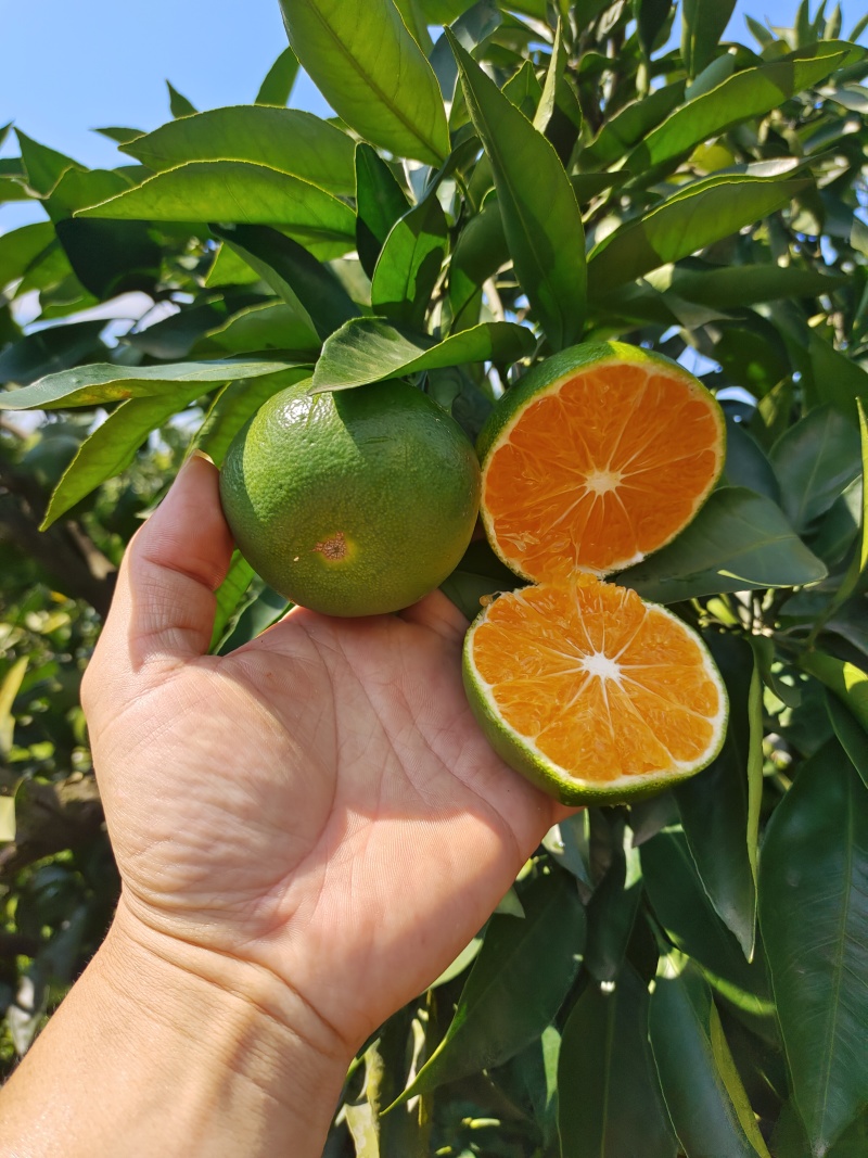 四川早熟蜜橘特早上市了