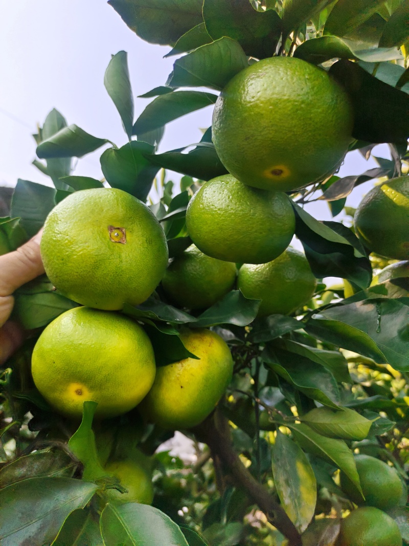 四川早熟蜜橘特早上市了