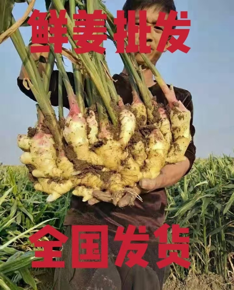 鲜姜代收代发代存入库1:1配资全国发货坏烂包赔