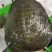 甲鱼.中华鳖，外塘中华鳖，规格2-5斤！