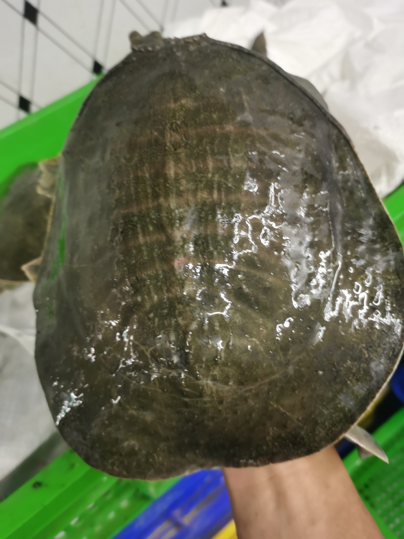 甲鱼.中华鳖，外塘中华鳖，规格2-5斤！