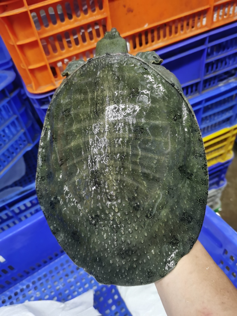 甲鱼.中华鳖，外塘中华鳖，规格2-5斤！