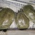 甲鱼.中华鳖，外塘中华鳖，规格2-5斤！